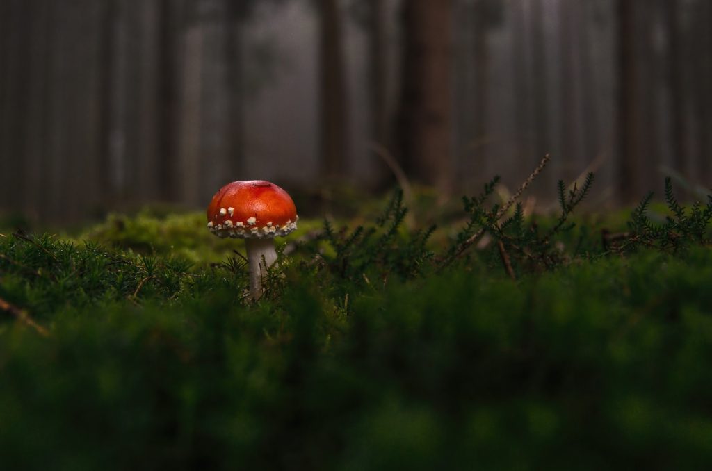 forest-fly-agaric-fog-moss-fliegenpilz